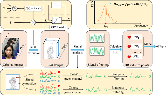 Figure 3 for Chaos in Motion: Unveiling Robustness in Remote Heart Rate Measurement through Brain-Inspired Skin Tracking