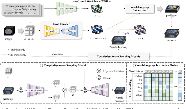 Figure 1 for VOILA: Complexity-Aware Universal Segmentation of CT images by Voxel Interacting with Language