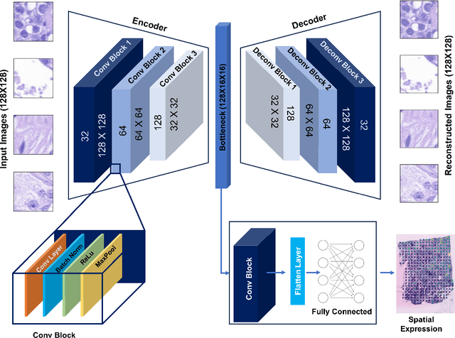 Figure 1 for HistoSPACE: Histology-Inspired Spatial Transcriptome Prediction And Characterization Engine