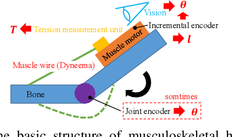 Figure 2 for Reflex-based Motion Strategy of Musculoskeletal Humanoids under Environmental Contact Using Muscle Relaxation Control
