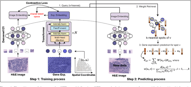 Figure 1 for Multimodal contrastive learning for spatial gene expression prediction using histology images