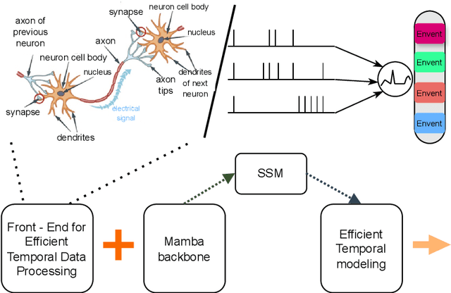 Figure 1 for Mamba-Spike: Enhancing the Mamba Architecture with a Spiking Front-End for Efficient Temporal Data Processing