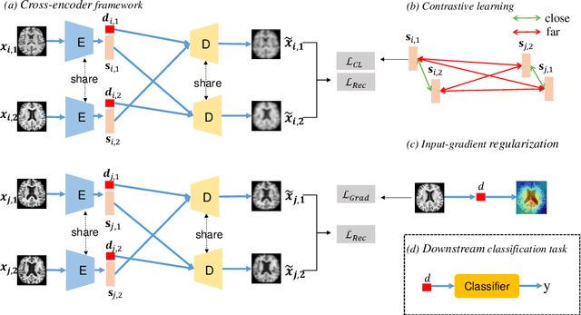 Figure 1 for Self-Supervised Cross-Encoder for Neurodegenerative Disease Diagnosis