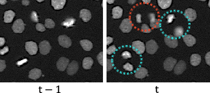Figure 1 for Mitosis Detection from Partial Annotation by Dataset Generation via Frame-Order Flipping