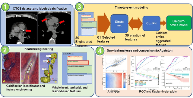 Figure 2 for Enhancing cardiovascular risk prediction through AI-enabled calcium-omics