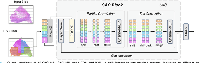 Figure 2 for SAC-MIL: Spatial-Aware Correlated Multiple Instance Learning for Histopathology Whole Slide Image Classification