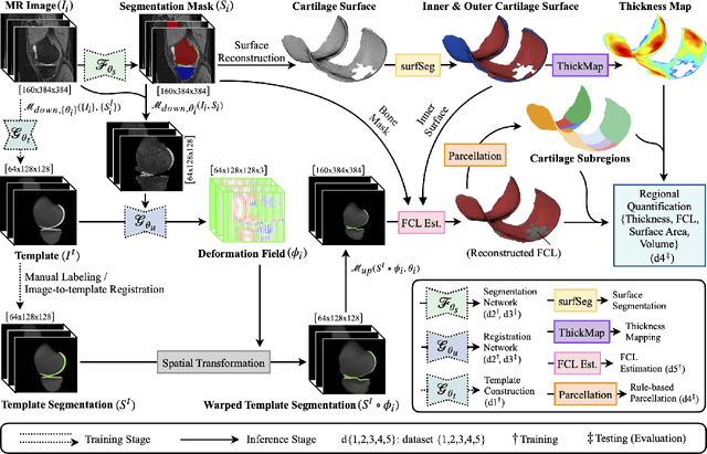 Figure 1 for CartiMorph: a framework for automated knee articular cartilage morphometrics