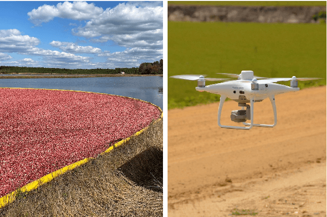 Figure 1 for Vision-Based Cranberry Crop Ripening Assessment