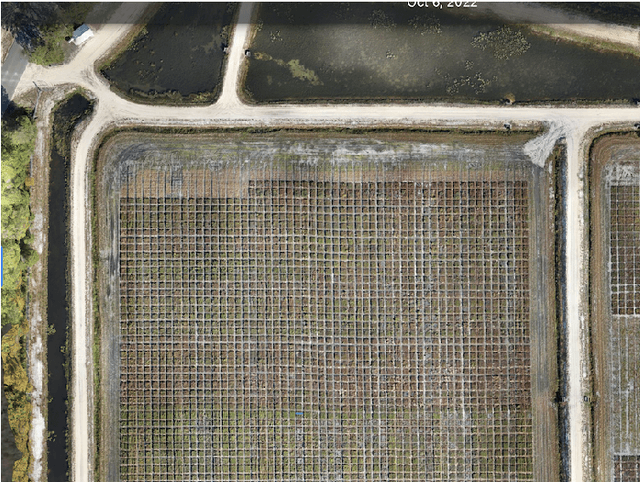 Figure 3 for Vision-Based Cranberry Crop Ripening Assessment