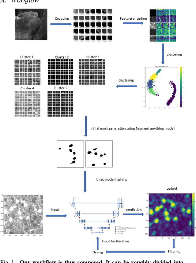 Figure 1 for Advanced Image Segmentation Techniques for Neural Activity Detection via C-fos Immediate Early Gene Expression