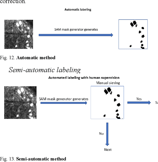 Figure 4 for Advanced Image Segmentation Techniques for Neural Activity Detection via C-fos Immediate Early Gene Expression