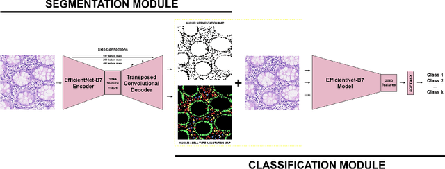 Figure 1 for Histopathological Image Classification with Cell Morphology Aware Deep Neural Networks