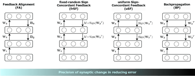 Figure 1 for Sign-Symmetry Learning Rules are Robust Fine-Tuners