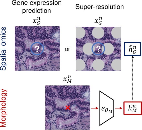 Figure 2 for What makes for good morphology representations for spatial omics?