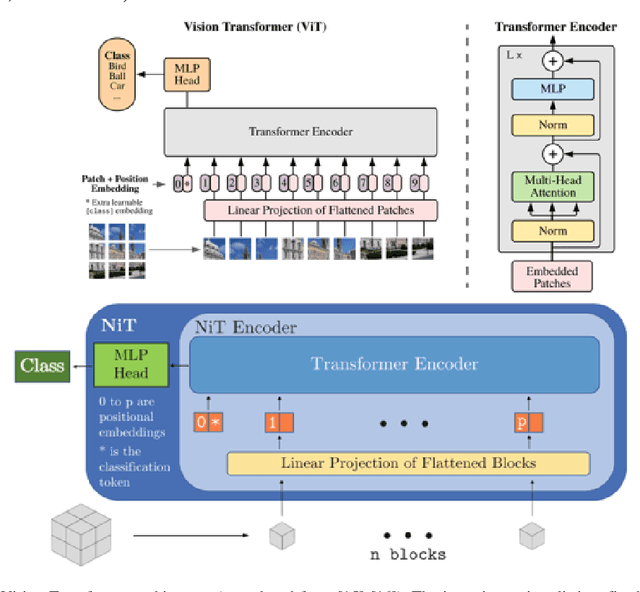 Figure 1 for Efficiently Training Vision Transformers on Structural MRI Scans for Alzheimer's Disease Detection