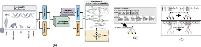 Figure 4 for Protein pathways as a catalyst to directed evolution of the topology of artificial neural networks