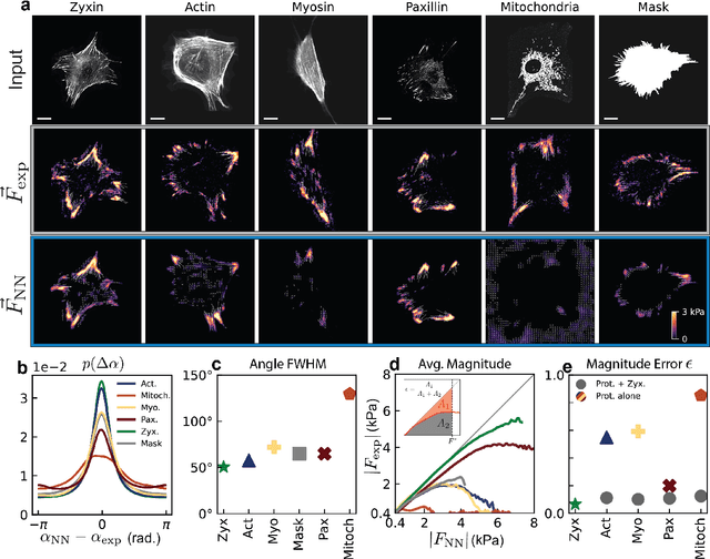 Figure 3 for Zyxin is all you need: machine learning adherent cell mechanics