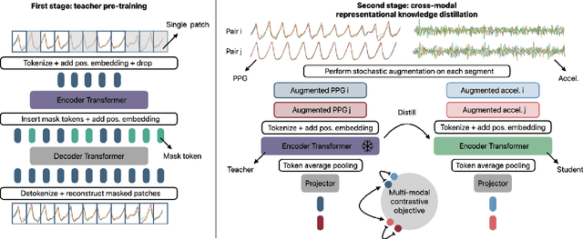 Figure 1 for Wearable Accelerometer Foundation Models for Health via Knowledge Distillation