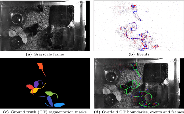 Figure 1 for MouseSIS: A Frames-and-Events Dataset for Space-Time Instance Segmentation of Mice