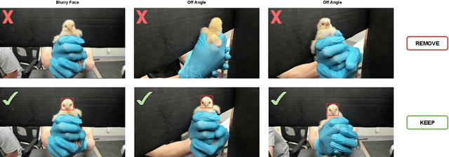 Figure 3 for Facial Chick Sexing: An Automated Chick Sexing System From Chick Facial Image