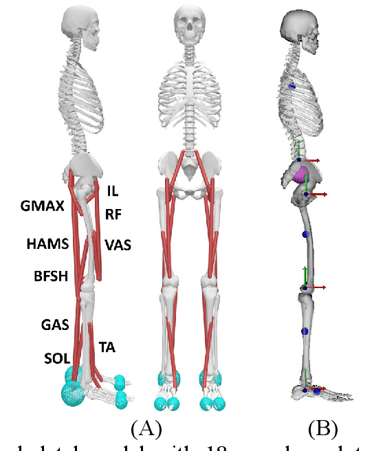 Figure 1 for Characterization of Human Balance through a Reinforcement Learning-based Muscle Controller