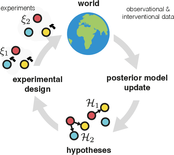 Figure 1 for Differentiable Multi-Target Causal Bayesian Experimental Design