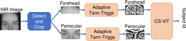 Figure 1 for Dual Channel Multi-Attention in ViT for Biometric Authentication using Forehead Subcutaneous Vein Pattern and Periocular Pattern