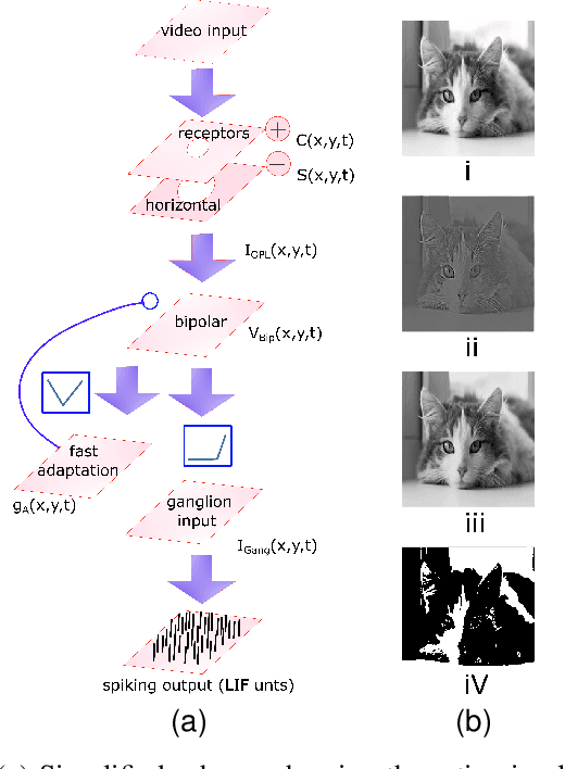 Figure 1 for Neuromorphic Retina: An FPGA-based Emulator