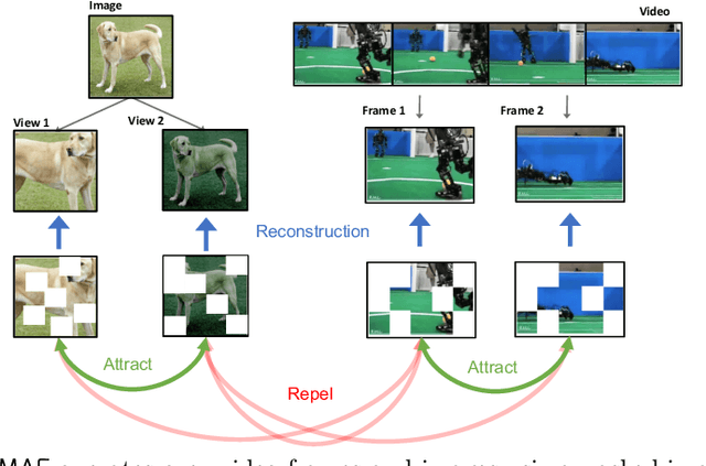 Figure 1 for Visual Representation Learning from Unlabeled Video using Contrastive Masked Autoencoders