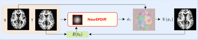 Figure 3 for NeurEPDiff: Neural Operators to Predict Geodesics in Deformation Spaces