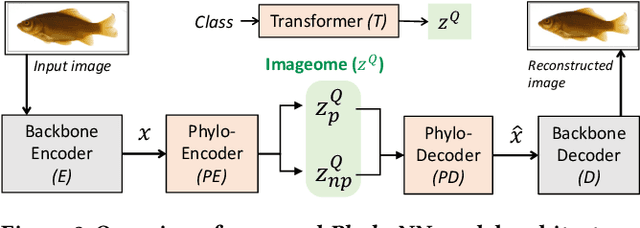 Figure 3 for Discovering Novel Biological Traits From Images Using Phylogeny-Guided Neural Networks