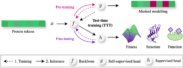 Figure 3 for Training on test proteins improves fitness, structure, and function prediction