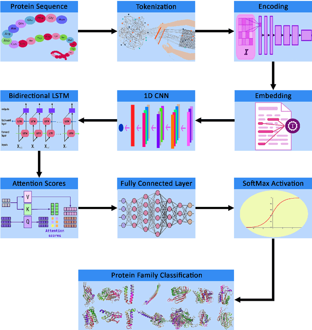 Figure 3 for A Fusion-Driven Approach of Attention-Based CNN-BiLSTM for Protein Family Classification -- ProFamNet