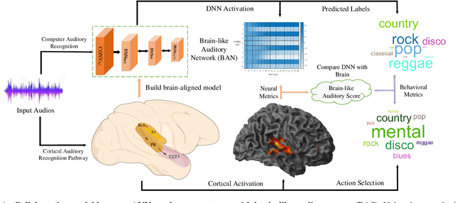 Figure 1 for BAN: Neuroanatomical Aligning in Auditory Recognition between Artificial Neural Network and Human Cortex