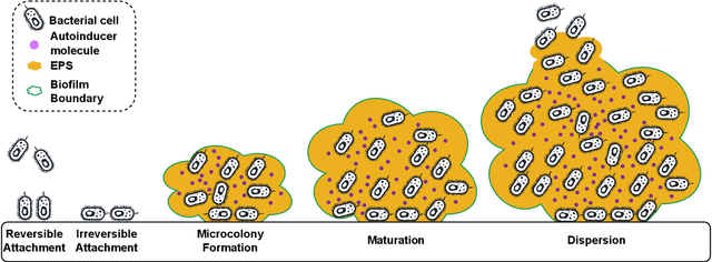 Figure 1 for Stochastic Modeling of Biofilm Formation with Bacterial Quorum Sensing