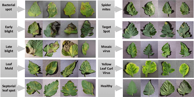 Figure 1 for Enhancing Plant Disease Detection: A Novel CNN-Based Approach with Tensor Subspace Learning and HOWSVD-MD