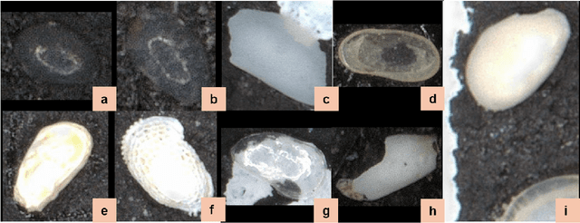 Figure 3 for Noisy Ostracods: A Fine-Grained, Imbalanced Real-World Dataset for Benchmarking Robust Machine Learning and Label Correction Methods