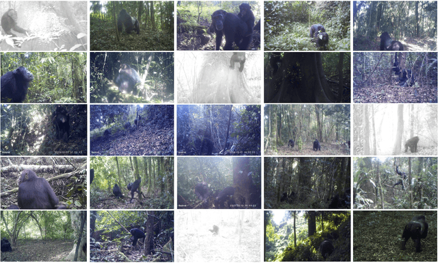 Figure 1 for PanAf20K: A Large Video Dataset for Wild Ape Detection and Behaviour Recognition