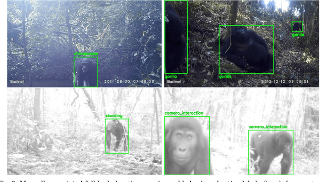 Figure 3 for PanAf20K: A Large Video Dataset for Wild Ape Detection and Behaviour Recognition