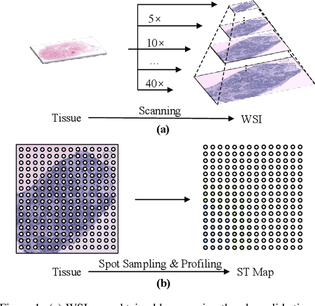 Figure 1 for M2ORT: Many-To-One Regression Transformer for Spatial Transcriptomics Prediction from Histopathology Images