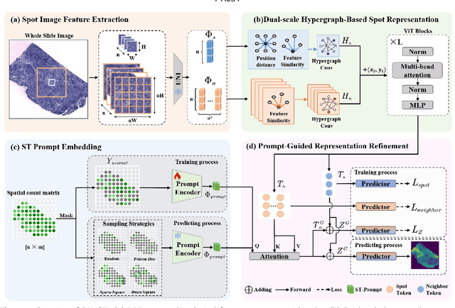 Figure 3 for ST-Prompt Guided Histological Hypergraph Learning for Spatial Gene Expression Prediction
