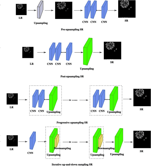 Figure 3 for SR-CACO-2: A Dataset for Confocal Fluorescence Microscopy Image Super-Resolution