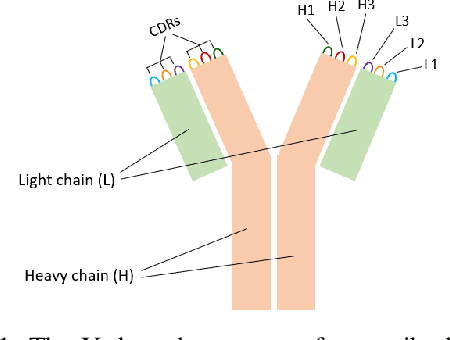 Figure 1 for Multi-Task Learning with Loop Specific Attention for CDR Structure Prediction