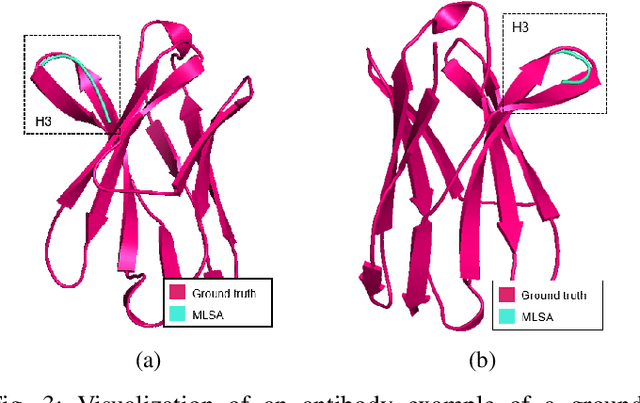 Figure 3 for Multi-Task Learning with Loop Specific Attention for CDR Structure Prediction