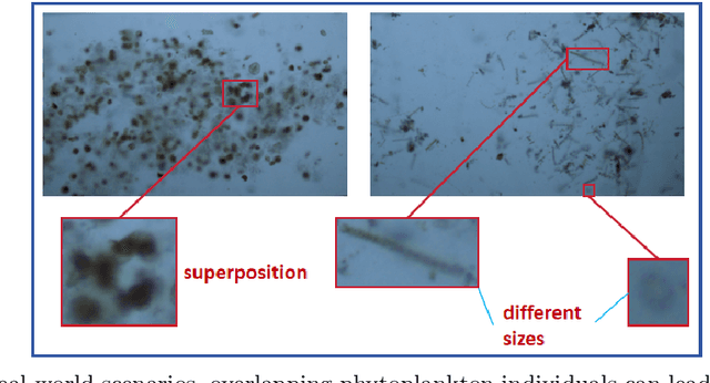 Figure 1 for MPT: A Large-scale Multi-Phytoplankton Tracking Benchmark