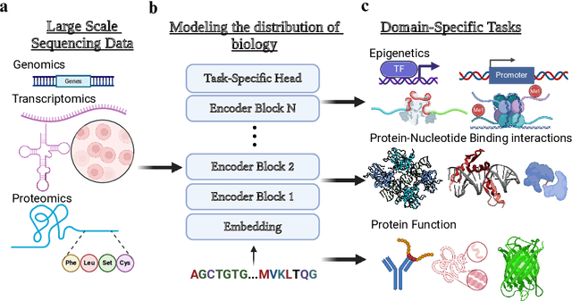 Figure 1 for Large-Scale Multi-omic Biosequence Transformers for Modeling Peptide-Nucleotide Interactions