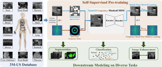 Figure 3 for USFM: A Universal Ultrasound Foundation Model Generalized to Tasks and Organs towards Label Efficient Image Analysis