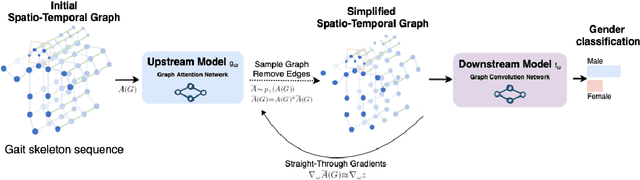 Figure 1 for Learning to Simplify Spatial-Temporal Graphs in Gait Analysis