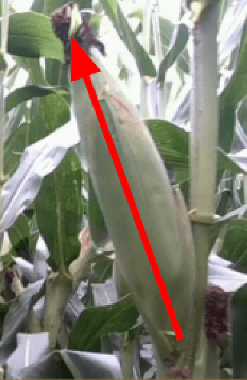 Figure 1 for Corn Ear Detection and Orientation Estimation Using Deep Learning