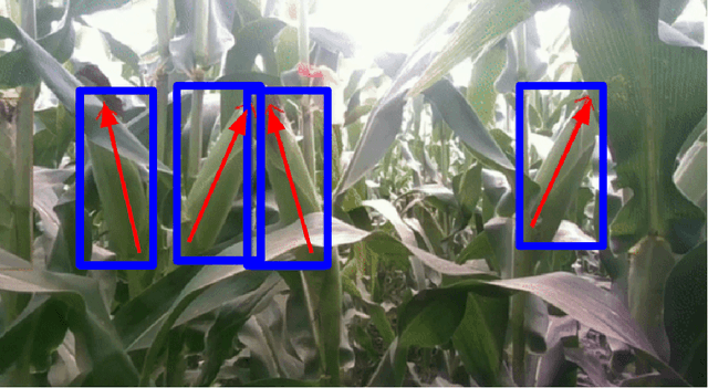 Figure 4 for Corn Ear Detection and Orientation Estimation Using Deep Learning